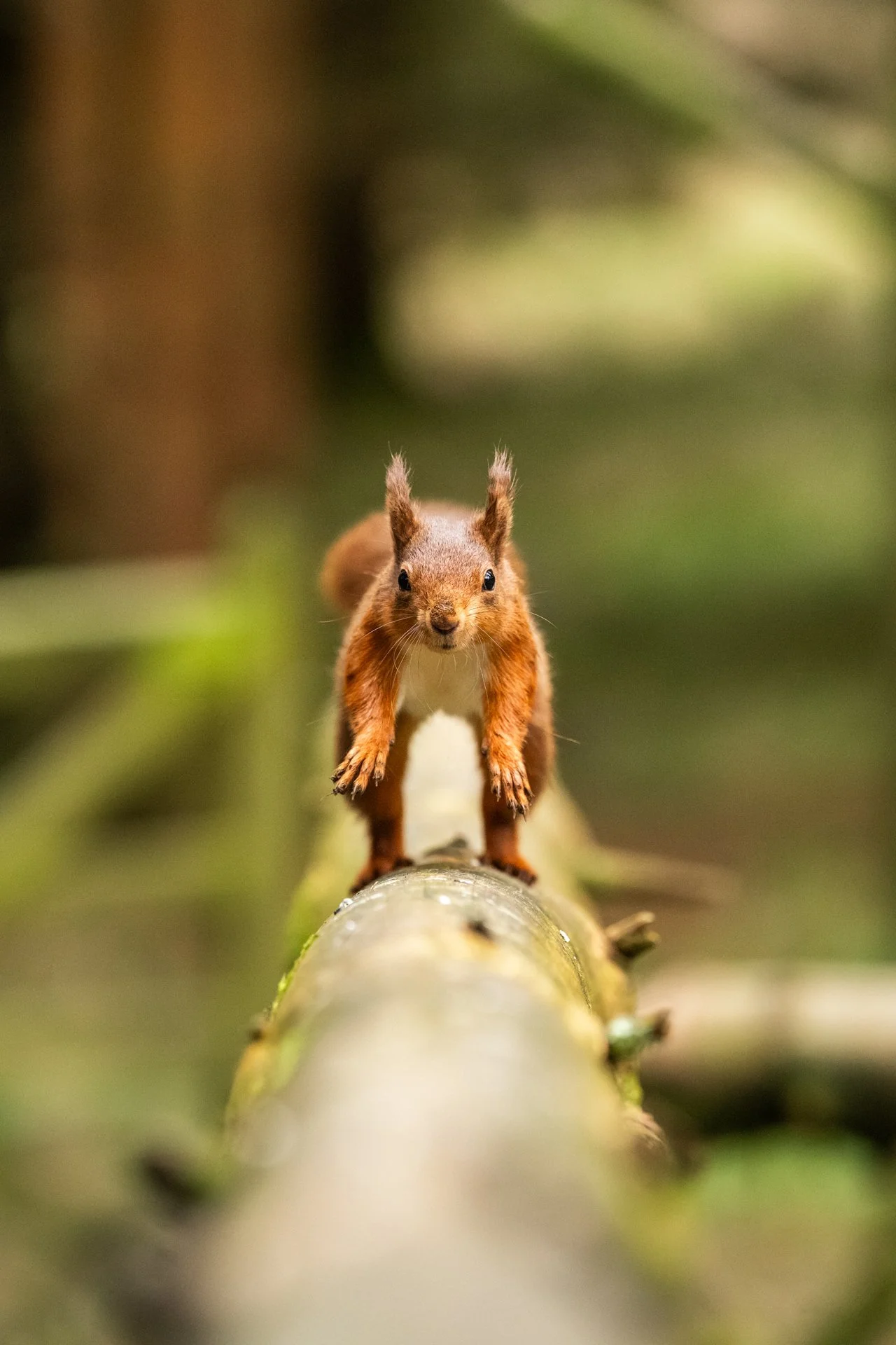 The Enchanted World of Yorkshire's Red Squirrels — Jo Heard